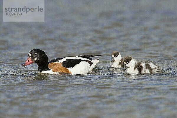 Brandgans (Tadorna tadorna)  erwachsenes Weibchen  mit zwei Entenküken  schwimmend  Norfolk  England  Juni