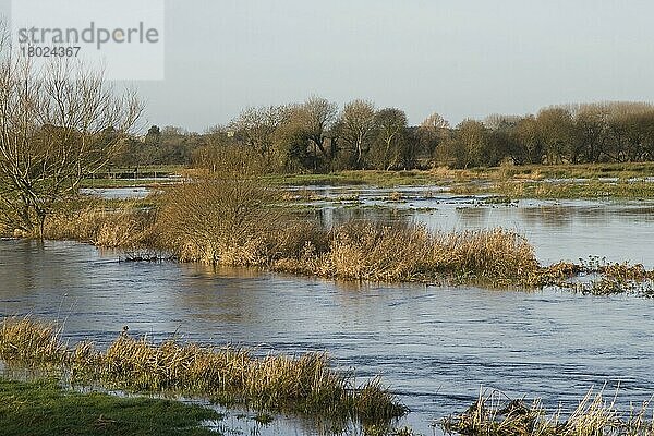 Blick auf überflutete Wiesen  Fluss Frome  Dorset  England  Dezember