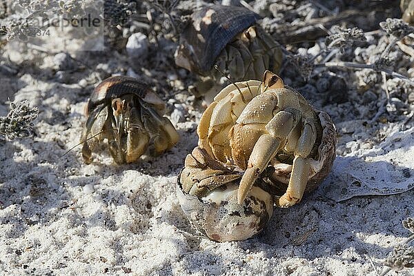 Landeinsiedlerkrebs  Landeinsiedlerkrebse  Andere Tiere  Krebse  Krustentiere  Tiere  semi-terrestrial hermit crabs  Galapagos