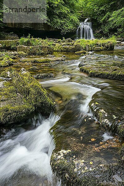 Blick auf Wasserfall und Kaskaden  Cauldron Falls  Walden Beck  River Ure  West Burton  Wensleydale  Yorkshire Dales N.P.  North Yorkshire  England  Juni
