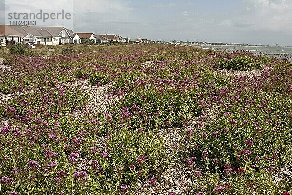 Roter Baldrian (Centranthus ruber) führte eingebürgerte Arten ein  blühende Masse  die auf Kiesstrand-Lebensraum wachsen  Pagham Beach  Pagham  West Sussex  England  Juni