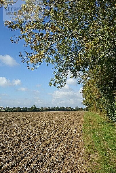 Neu ausgebrachtes  minimal kultiviertes Saatbett für Getreidekulturen mit Bäumen  die ihre Herbstfärbung ändern  Berkshire  England  Oktober