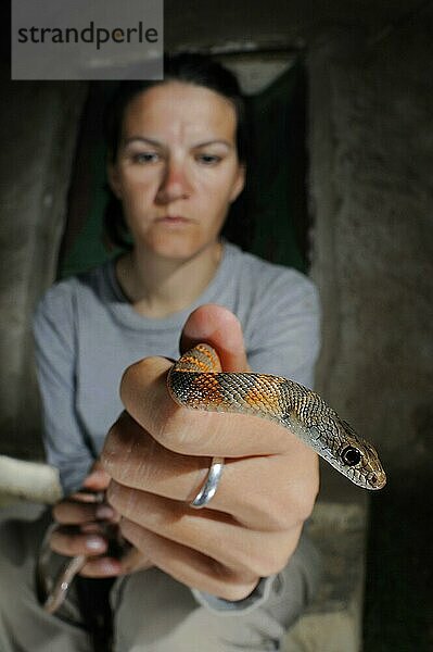 Sokotranrennender (Hemerophis socotrae) Erwachsener  gemessen von Herpetologe  Sokotra  Jemen  Asien