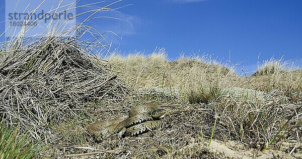 Ringelnatter  Ringelnattern (Natrix natrix)  Andere Tiere  Reptilien  Schlangen  Tiere  Graß Snake adult  coiled in coastal sand dune habitat  Norfolk  England  April