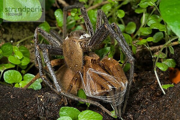 Giant Fishing Spider (Ancylometes sp.) erwachsenes Paar  Paarung  das Männchen bindet vor der Paarung die Beine des Weibchens mit Seide in einem Verhalten  das als Brautbondage bezeichnet wird  Minas Gerais  Brasilien  Südamerika