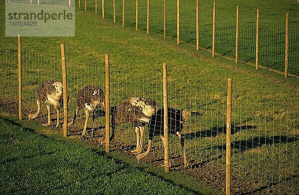 Straußenzucht (Struthio camelus)  erwachsene Männchen und Weibchen  ernähren sich von Gras durch einen Drahtzaun  Schweden  Europa