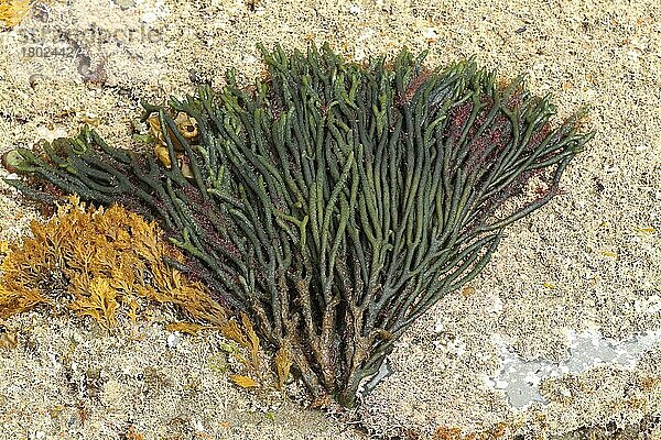 Grünes Vlies (Codium fragile) führte invasive Arten ein  die bei Ebbe am Fels befestigt sind  Kimmeridge  Isle of Purbeck  Dorset  England  März
