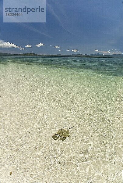 Mangroven-Hufeisenkrebs (Carcinoscorpius rotundicauda)  erwachsenes Paar  Paarung im Flachwasser  in seinem Lebensraum  Palawan-Insel  Philippinen  Mai  Asien