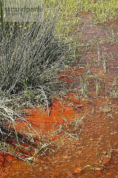 Rote Cyanobakterien (Cyanobacteria sp.)  die auf einem Tümpel im Süsswassersumpf Abschaum bilden  Ceredigion  Wales  Juni
