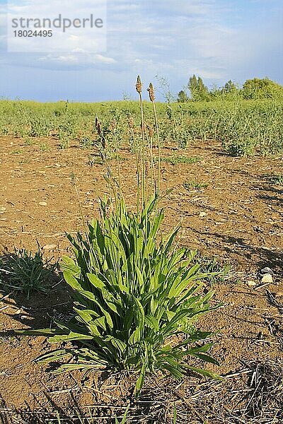 Spitzwegerich (Plantago lanceolata) blüht  wächst als Unkraut am Rande einer geschädigten Ölrapspflanze  Bacton  Suffolk  England  Juni