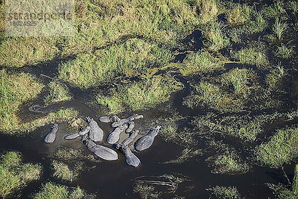 Luftaufnahme von Flusspferden (Hippopotamus amphibius) in einer Lagune  Sumpf im Okavango-Delta  Botswana  Afrika