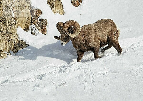 Bighorn Sheep (Ovis canadensis)  erwachsenes Männchen  absteigender schneebedeckter Hang  Yellowstone N. P. Wyoming (U.) S. A. Februar