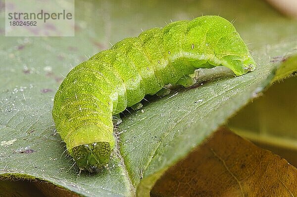 Achateule  Mangoldeule (Phlogophora meticulosa)  Achateulen  Mangoldeulen  Insekten  Motten  Schmetterlinge  Tiere  Andere Tiere  Angle Shades caterpillar  crawling across leaf in garden  Belvedere  Bexley  Kent  England  November