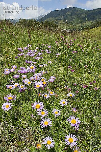 Alpenaster (Aster alpinus) blüht  wächst zusammen mit anderen Wildblumen auf einer Wiese in der Nähe eines Bergdorfes  Comus  Aude-Pyrenäen  Languedoc-Roussillon  Frankreich  Juni  Europa