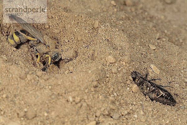 Einsame Wespe (Cerceris bupresticida) adult  mit buprestidischer Käferbeute  öffnet den Eingang zum Nisthöhlenbau  Chaine des Alpilles  Bouches-du-Rhone  Provence  Frankreich  Juni  Europa