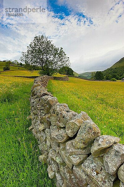 Trockenmauerwerk am Rande von Wildblumenwiesen  Muker  Swaledale  Yorkshire Dales N. P. North Yorkshire  England  Juni