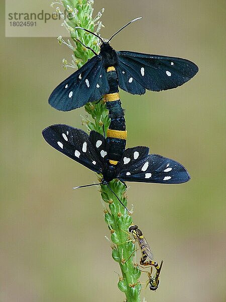 Erwachsene Paare der Neun-Punkt-Motte (Amata phegea) und der Gemeinen Gebänderten Schwebfliege (Syrphus ribesii)  Paarung am Großen Wegerich (Plantago major)  Cannobina-Tal  Italienische Alpen  Piemont  Norditalien  Juli