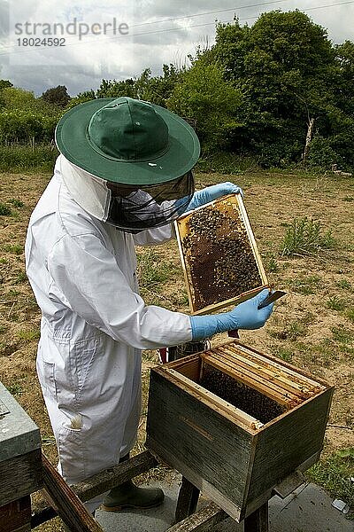 Imker inspiziert Arbeiterbienen  die Larvenzellen aus dem Brutkastenteil des Bienenstocks pflegen