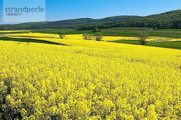 Rapsfeld (Brassica napus)