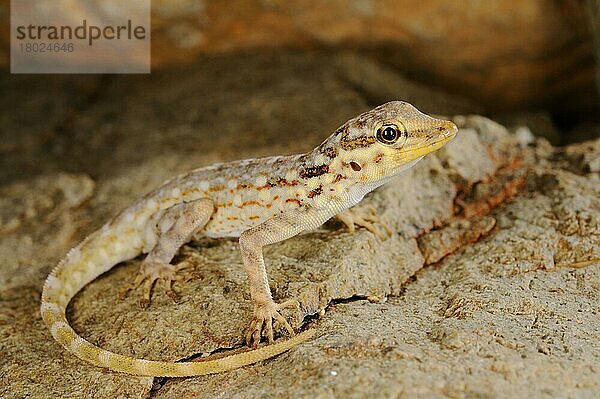 Samha Rock Gecko (Pristurus samhaensis) erwachsen  auf Fels ruhend  Insel Samha  Sokotra-Archipel  Jemen  Marsch  Asien