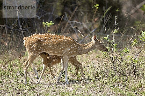 Gefleckter Hirsch (Achsenachse)  erwachsenes Weibchen mit Jungtieren  säugend  Tadoba N.P.  Maharashtra  Indien  März  Asien