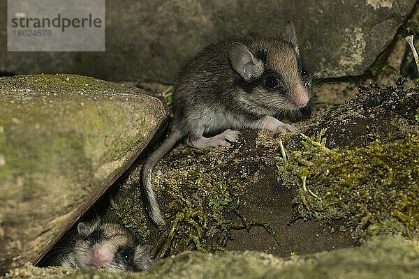 Zwei Gartenschläfer (Eliomys quercinus)  juvenile  Deutschland  Europa