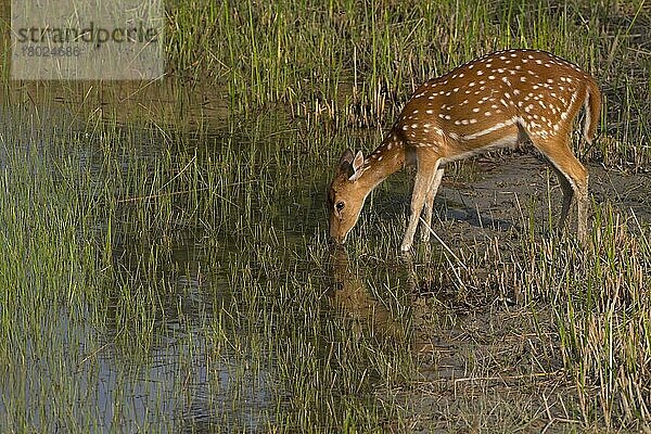 Gefleckter Hirsch (Achsenachse)  erwachsenes Weibchen  am Wasserloch trinkend  Sundarbans  Ganges-Delta  Westbengalen  Indien  März  Asien