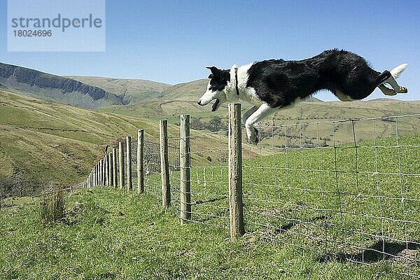 Haushund  Border Collie  Arbeitsschäferhund  erwachsen  Springdraht-Viehzaun auf Moorland  Cumbria  England  April