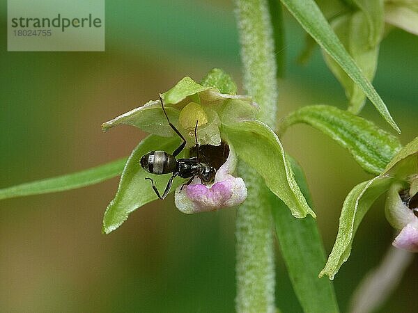 Breitblättrige Helleborine (Epipactis helleborine) Nahaufnahme der Blüte  mit erwachsenem Arbeiter der Waldameise (Formica lemani)  der Nektar sammelt und die Blüte bestäubt  Frankreich  Juli  Europa