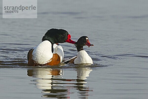 Brandgans (Tadorna tadorna)  erwachsenes Paar  Paarung auf Wasser  Slimbridge  Gloucestershire  England  März