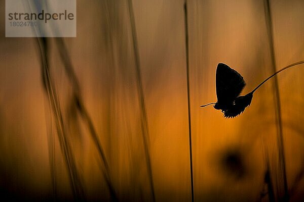 Hauhechel-Bläuling  Gemeiner Bläuling  Hauhechel-Bläulinge (Polyommatus icarus)  Gemeiner Bläulinge  Andere Tiere  Insekten  Schmetterlinge  Tiere  Common Blue adul