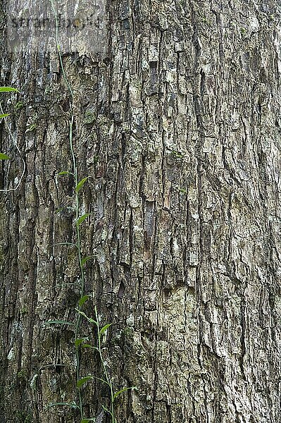 Bulletwood (Manilkara bidentata) Nahaufnahme der Rinde  Iwokrama-Regenwald  Guayana-Schild  Guyana  Oktober  Südamerika