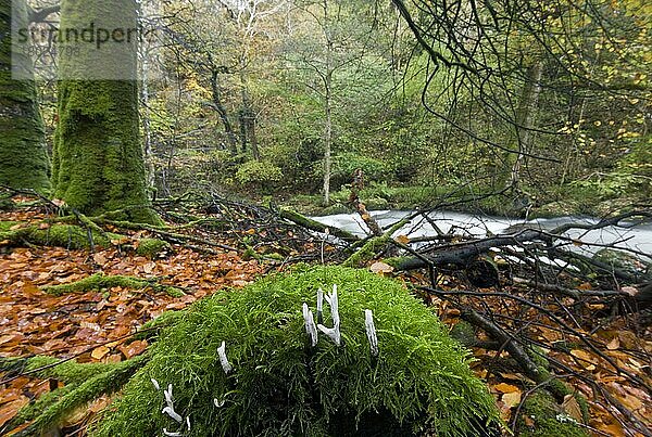 Fruchtkörper des Kerzenschnupfens Fungus (Xylaria hypoxylon)  wächst auf moosbedecktem Baumstamm im Waldlebensraum in der Nähe des Flusses  River Lyn  Exmoor N. P. Devon  England  November