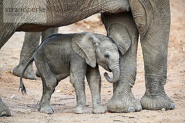Afrikanische Elefanten (Loxodonta africana)  sehr junges Elefantenkalb steht zum Schutz zwischen den Beinen seiner Mutter  South Luangwa National Park  Sambia  Afrika