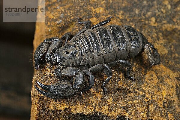 Andere Tiere  Spinnen  Spinnentiere  Tiere  Skorpione  South African Scorpion (Opisthacanthus validus) adult  on rock  Drakensberg  South Africa