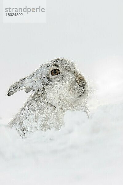 Berghase (Lepus timidus) erwachsen  im Winterfell  in Form sitzend am schneebedeckten Hang  Grampian Mountains  Highlands  Schottland  Januar