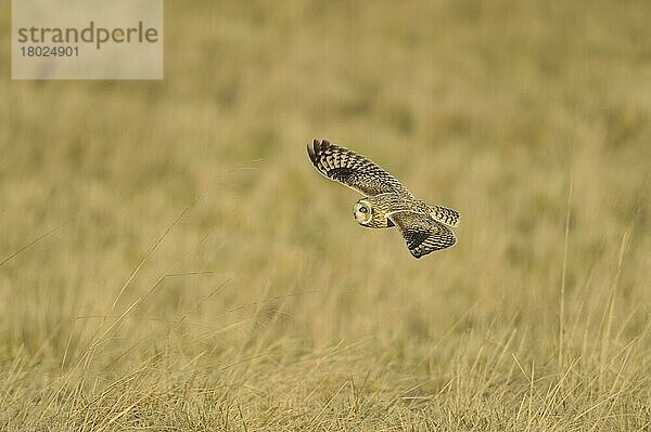 Kurzohreule (Asio flammeus) erwachsen  im Flug  Jagd über Feld  Gloucestershire  England  Dezember