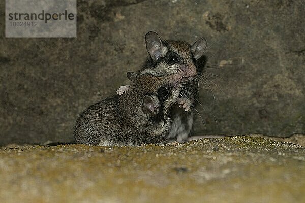 Zwei Gartenschläfer (Eliomys quercinus)  juvenile  Deutschland  Europa