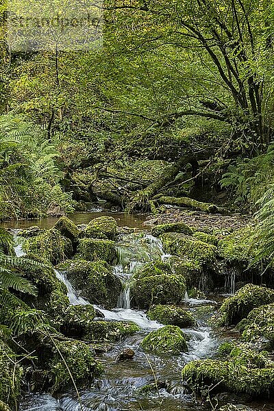 Fließgewässerkaskaden durch Laubwald-Lebensraum  East Water  Horner Valley  Exmoor N.P.  Somerset  England  Oktober