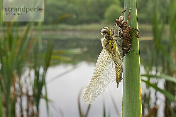 Erwachsener Vierfleck-Jäger (Libellula quadrimaculata)  neu aufgetaucht  neben Exuvia auf Schilfblatt ruhend  am Rande des Teichlebensraums  Leicestershire  England  Mai