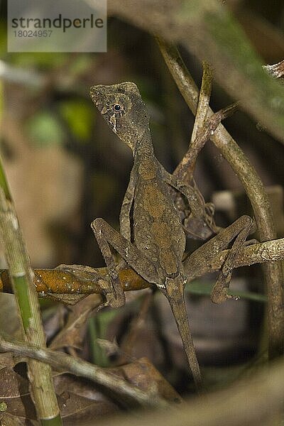 Agamen  Andere Tiere  Reptilien  Tiere  Sri Lanka Kangaroo Lizard  Sinharaja Rainforest