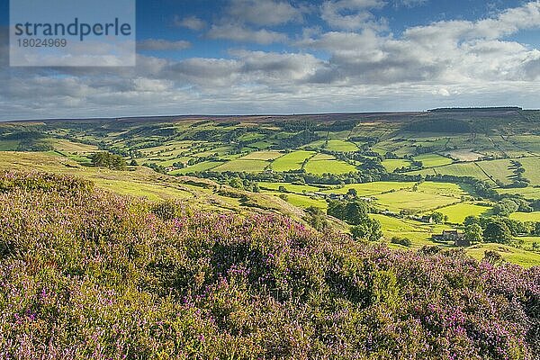 Moorlandschaft mit blühender Gemeiner Heide (Calluna vulgaris) mit Blick auf Ackerland im Tal  Rosedale  North York Moors N. P. North Yorkshire  England  August