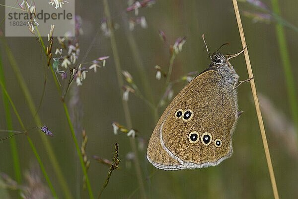 Brauner Waldvogel (Aphantopus hyperantus)  Braune Waldvögel  Andere Tiere  Insekten  Schmetterlinge  Tiere  Ringlet adult  resting amongst graß  Powys  Wales  July