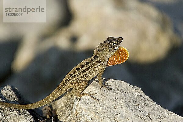 Braunanolis (Anolis sagrei)  Brauner Anolis  Kubaanolis  Andere Tiere  Leguane  Reptilien  Tiere  Brown Anole  showing male throatfan