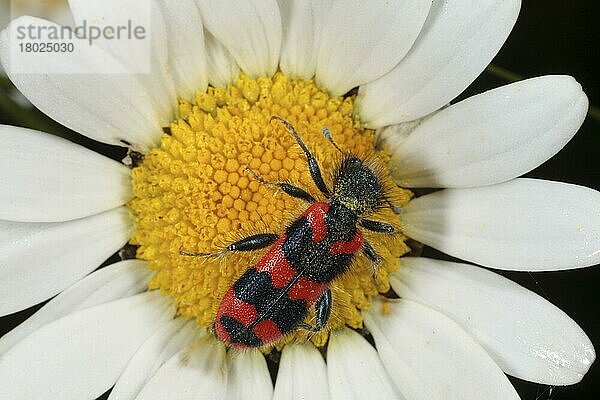 Erwachsener erwachsener Bienenkäfer (Trichodes apiarius)  ernährt sich von der Blüte des Ochsenaugengänseblümchens (Leucanthemum vulgare)  Pyrenäen  Ariege  Frankreich  Mai  Europa