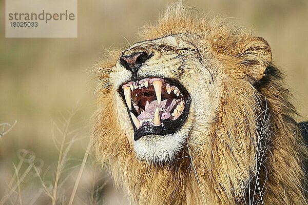 Afrikanisches Löwenmännchen (Panthera leo)  das zeigt  wie Fledermäuse auf das Einatmen des Geruchs von Weibchen in der Nähe reagieren  Okavango-Delta. Moremi-Wildreservat  Botswana  Afrika