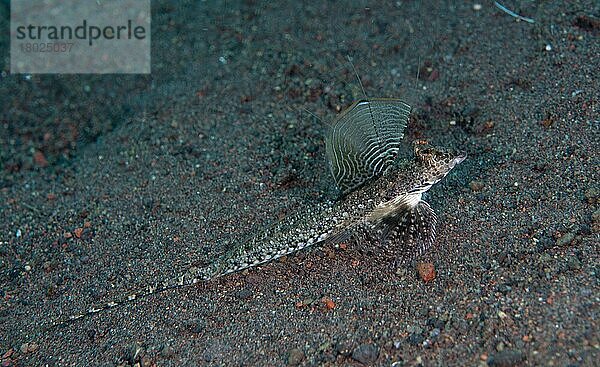 Langschwanzdrachenkopf (Calliurichthys neptunius) erwachsen  auf Sand ruhend  Seraya Beach Resort  Bali  Kleine Sunda-Inseln  Indonesien  Asien