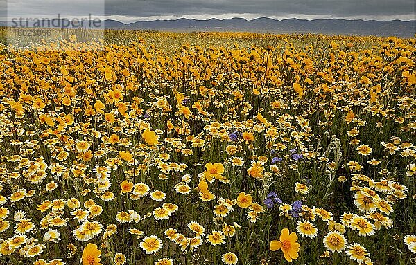 Blattstielzeckensamen (Coreopsis calliopsidea) und Tidy-tips (Layia sp.) Blütenmasse  Carrizo Plain  Kalifornien (U.) S. A. Frühling