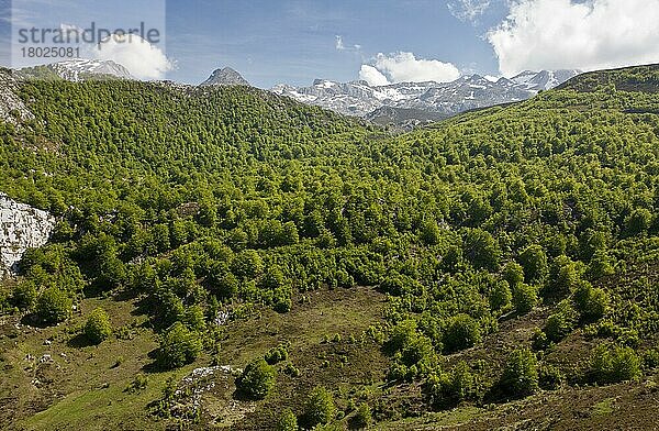 Rotbuche (Fagus sylvatica) Hochgebirgswald-Lebensraum  nahe Tresviso  Picos de Europa  Kantabrische Berge  Spanien  Mai  Europa