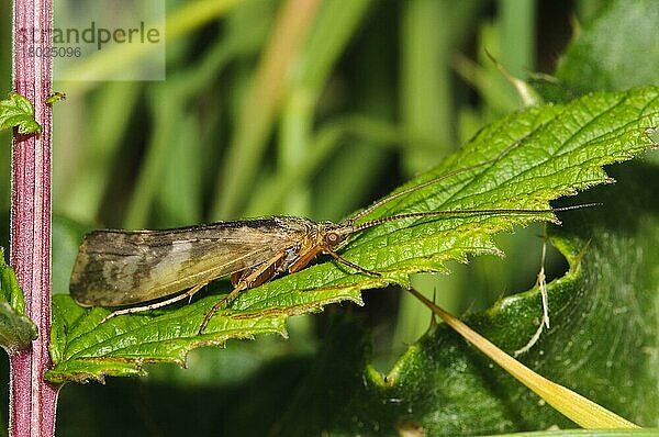 Zimtseggen-Lippenkäfer (Limnephilus lunatus) adult  auf Blatt ruhend  Priory Water Nature Reserve  Leicestershire  England  Mai